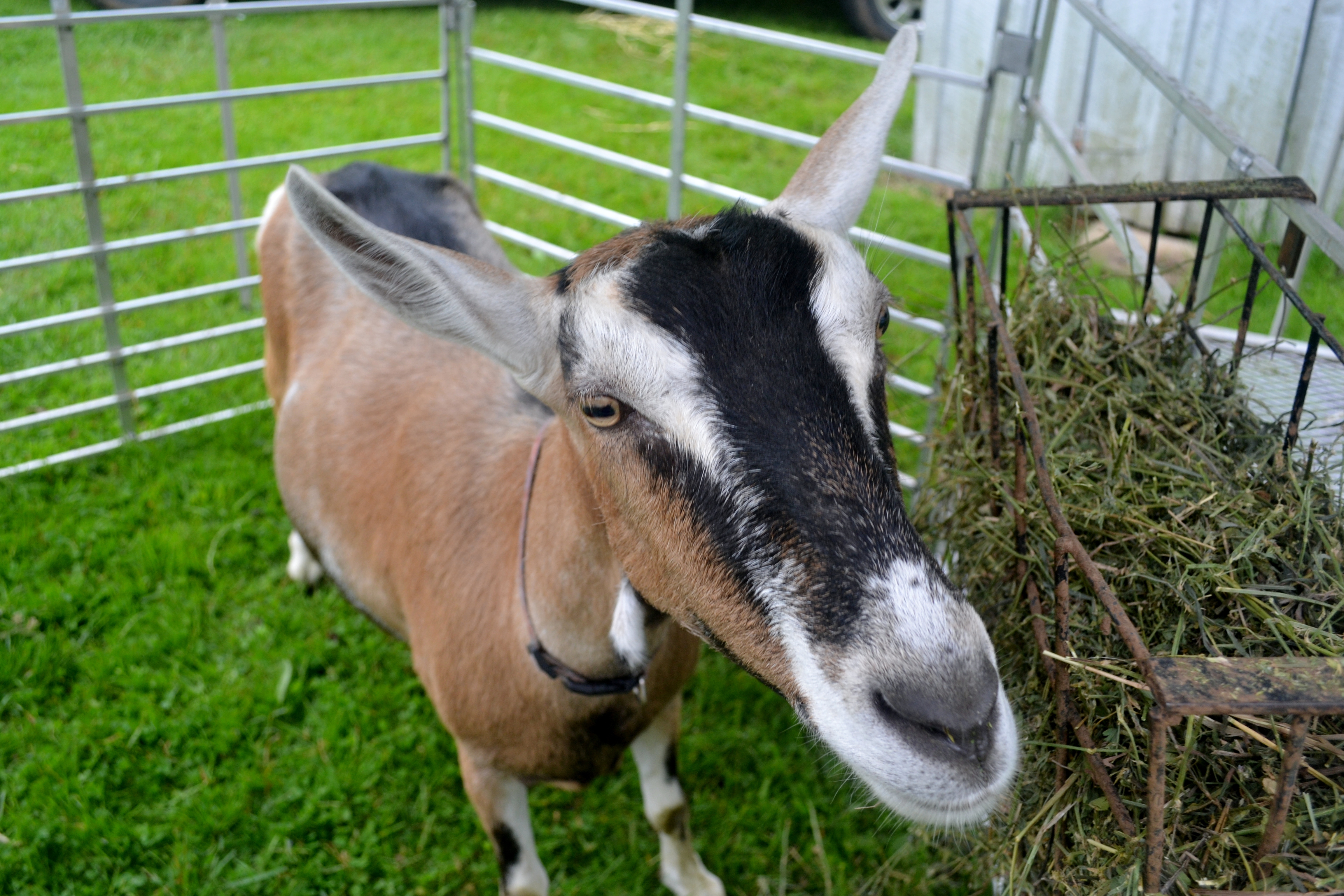 Zephyr goat