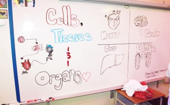 Whiteboard
