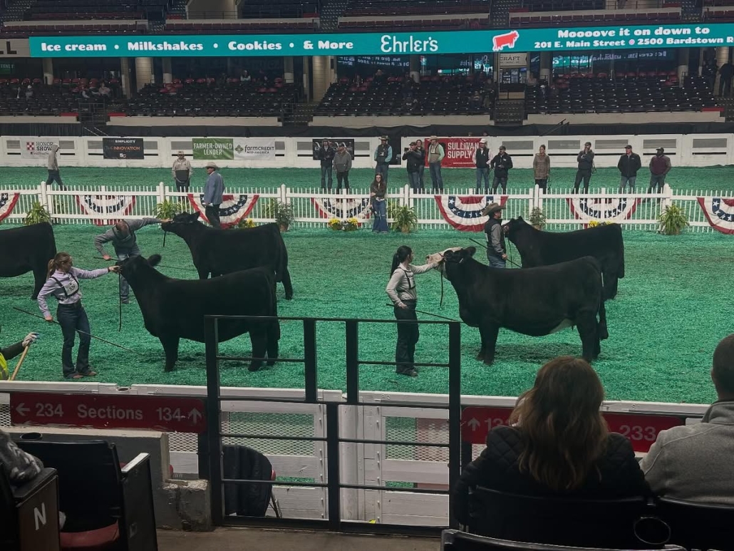 Livestock judging floor with many cows lined up