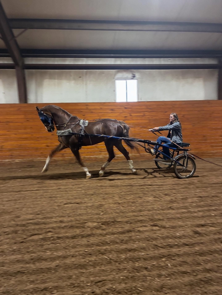 Hailey running a horse cart