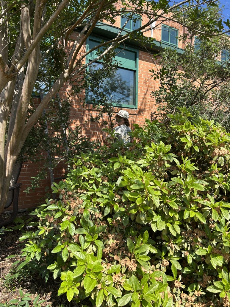 Person hiding behind bushes