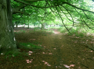 Trees and a trail show a peaceful setting.