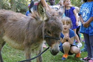 Student looking at donkey