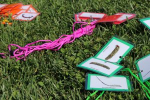 Nametags of macroinvertebrates.