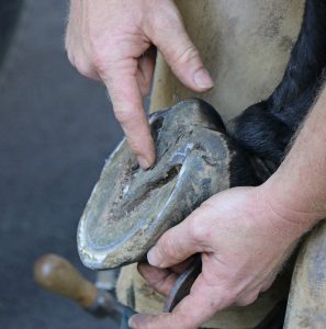Horse farrier pointing out the frog in a horse's hoof.