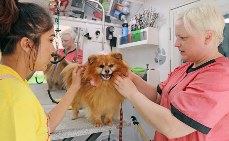 Student in mobile pet grooming salon