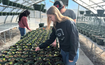 Three agriculture students working in the greenhouse with potted plants.